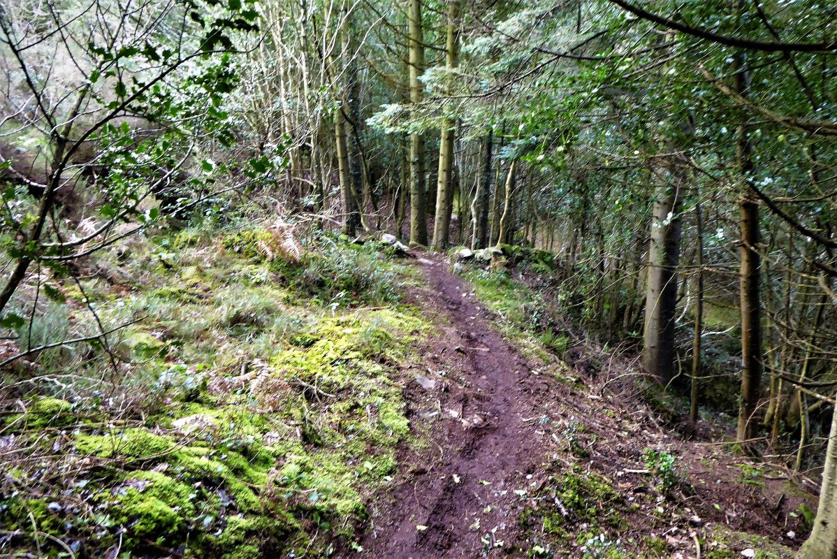 Two forest trails near Ballynahinch - Trek NI