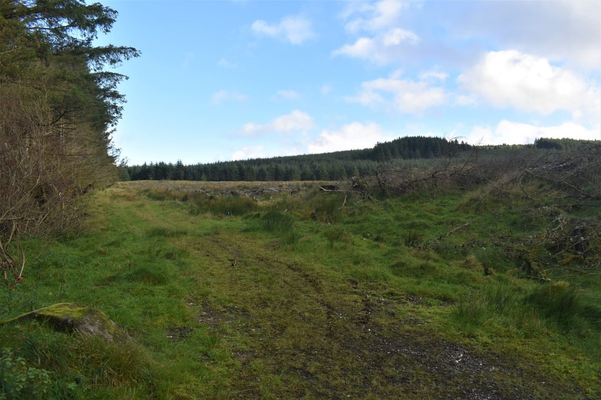 Ballypatrick Forest: Accessible and Underused - Trek NI